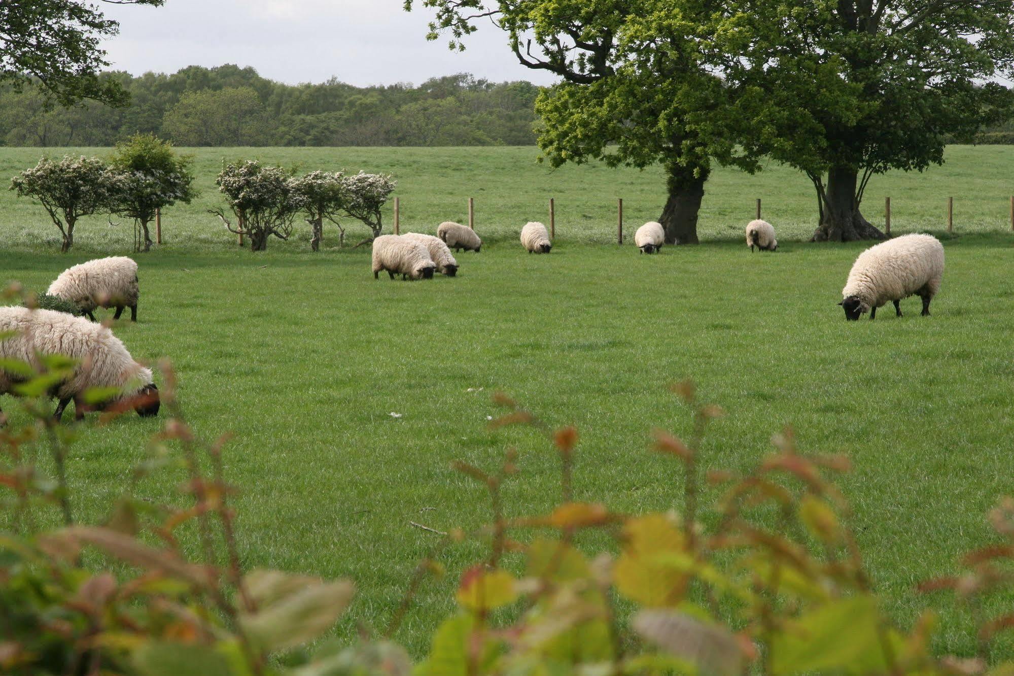 Northumberland Cottage B&B Acklington Ngoại thất bức ảnh